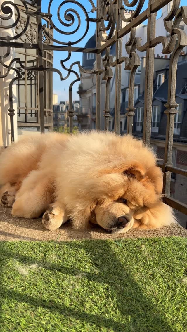 Post 9 by Bow🌈 Nuage☁️’s brother on Instagram (video)