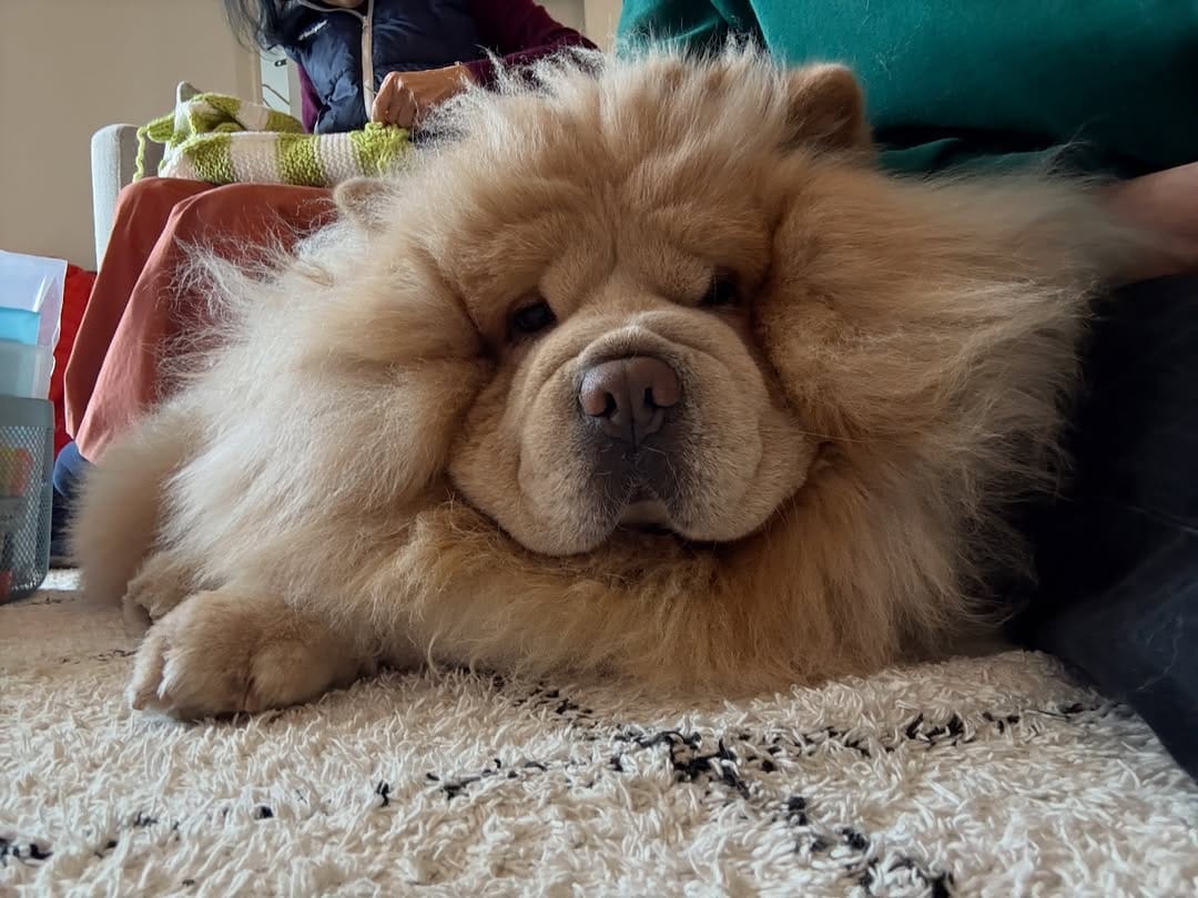 Post 1 by Bow🌈 Nuage☁️’s brother on Instagram (carousel)