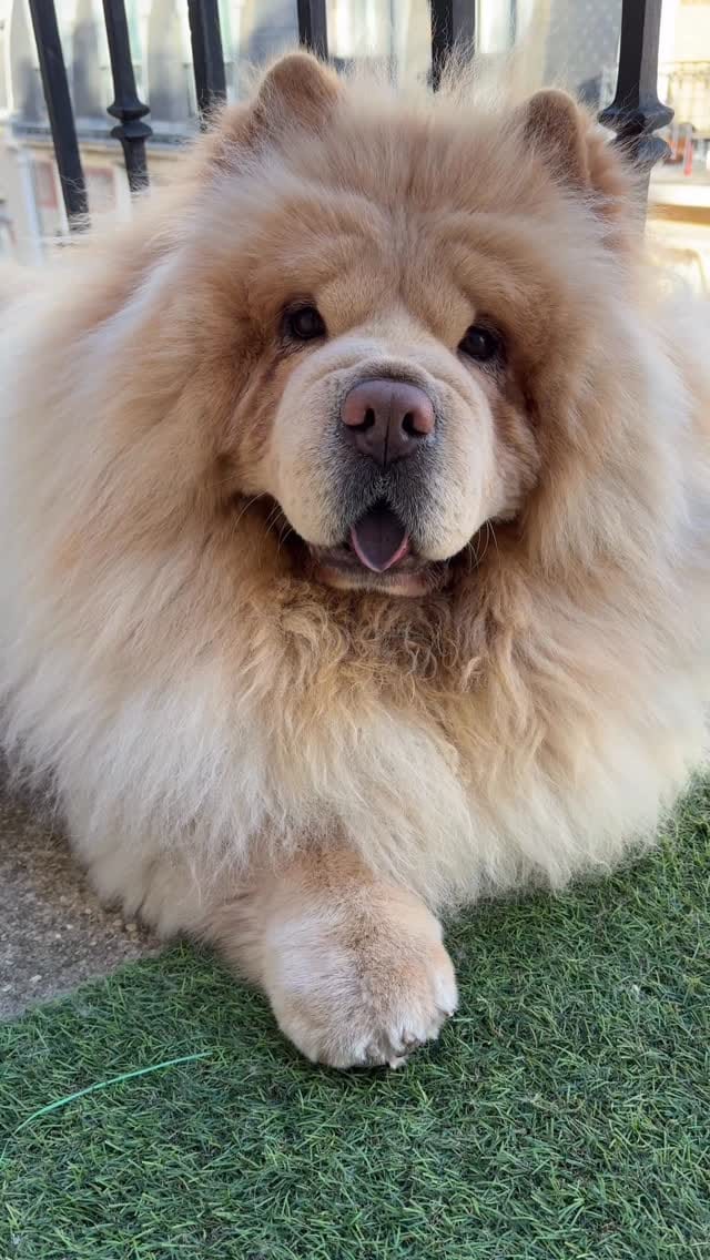 Post 2 by Bow🌈 Nuage☁️’s brother on Instagram (video)