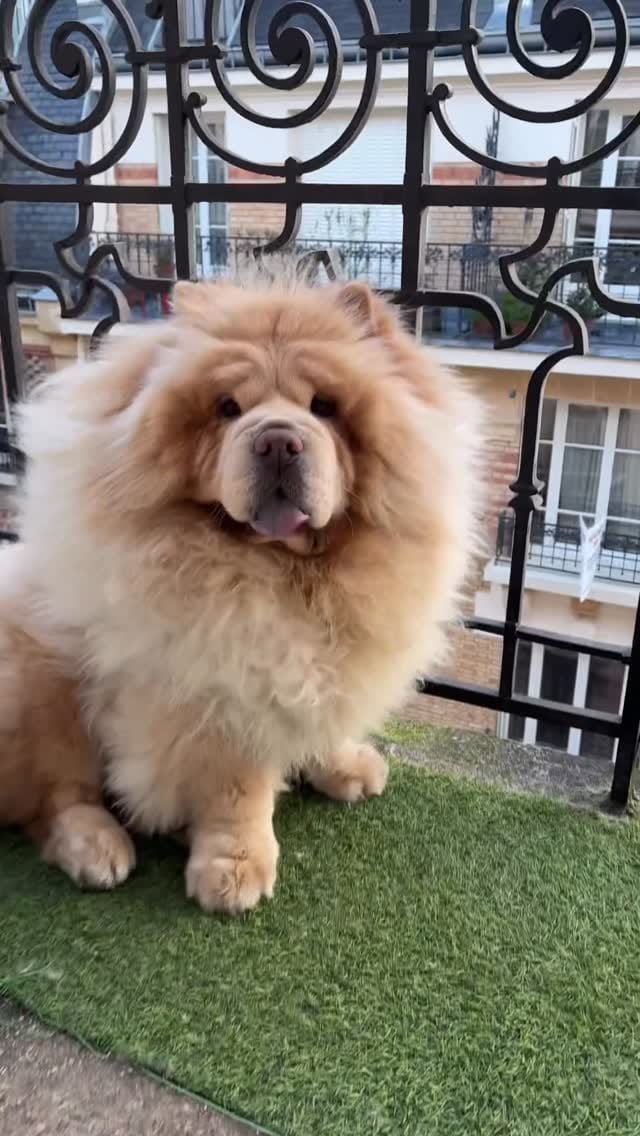 Post 5 by Bow🌈 Nuage☁️’s brother on Instagram (video)