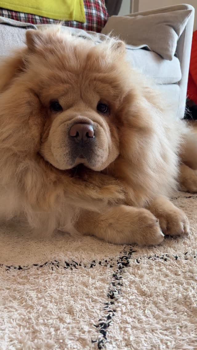 Post 4 by Bow🌈 Nuage☁️’s brother on Instagram (video)