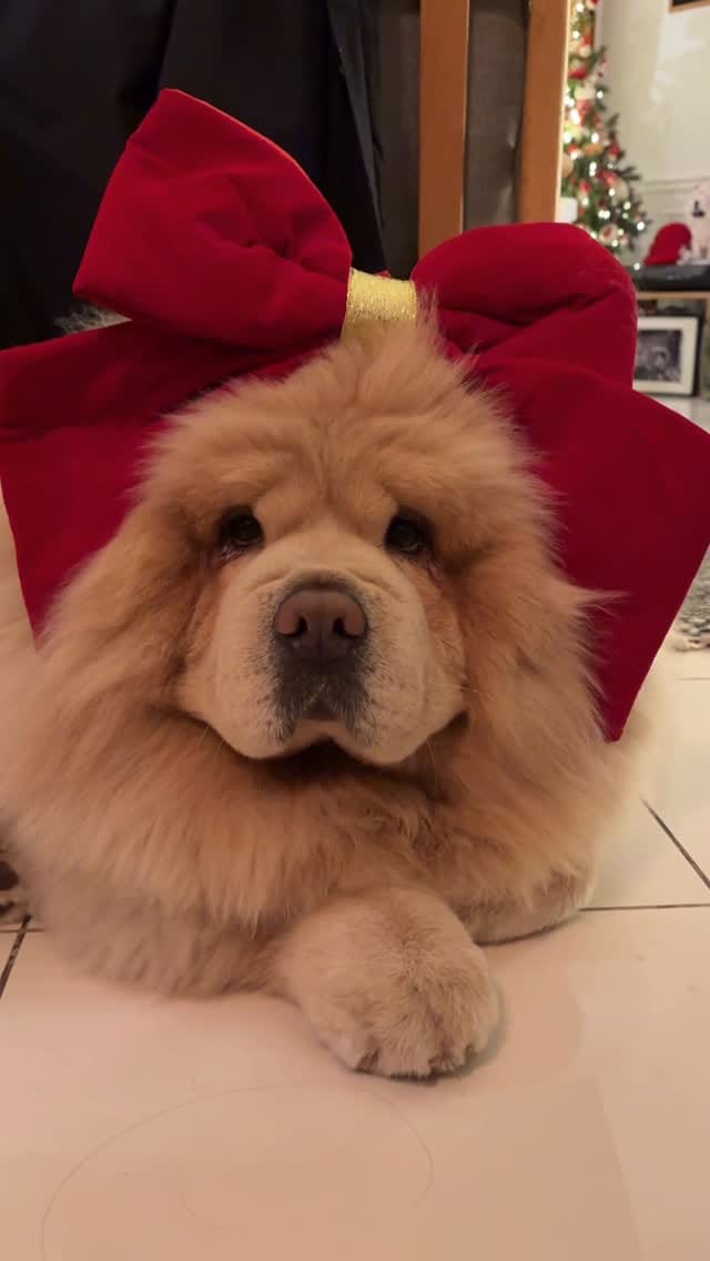 Post 8 by Bow🌈 Nuage☁️’s brother on Instagram (video)