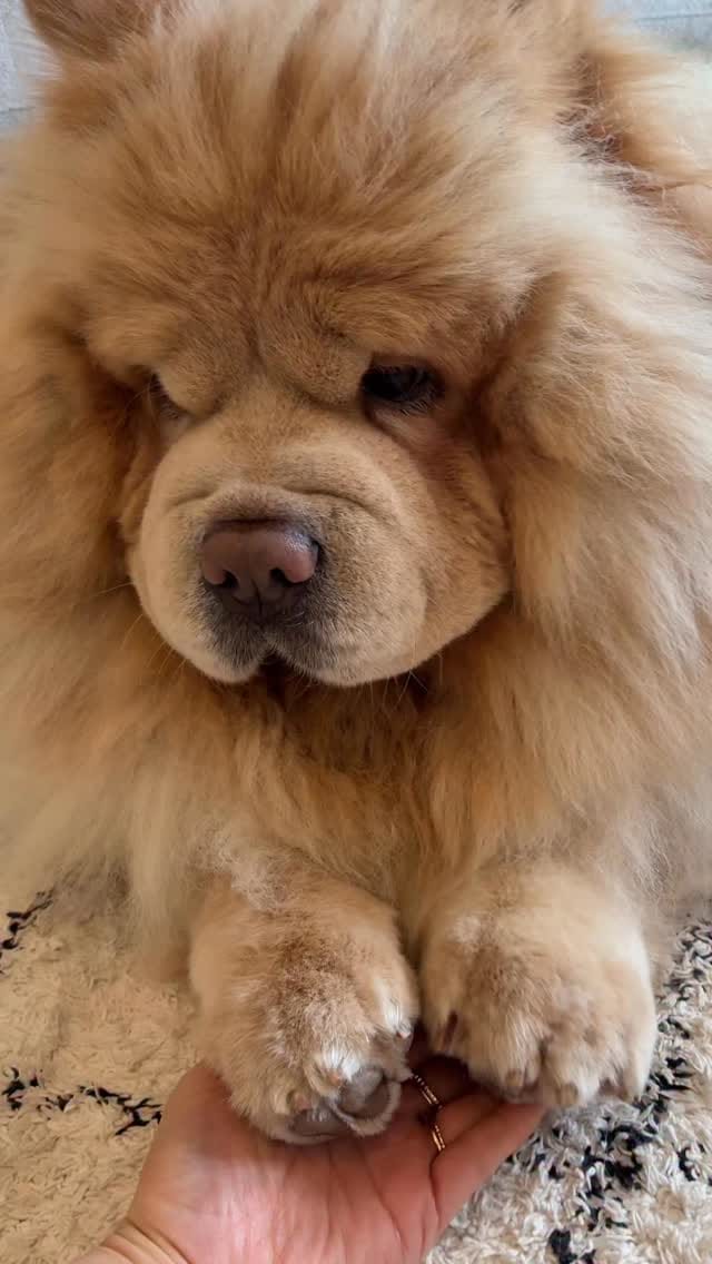Post 3 by Bow🌈 Nuage☁️’s brother on Instagram (video)