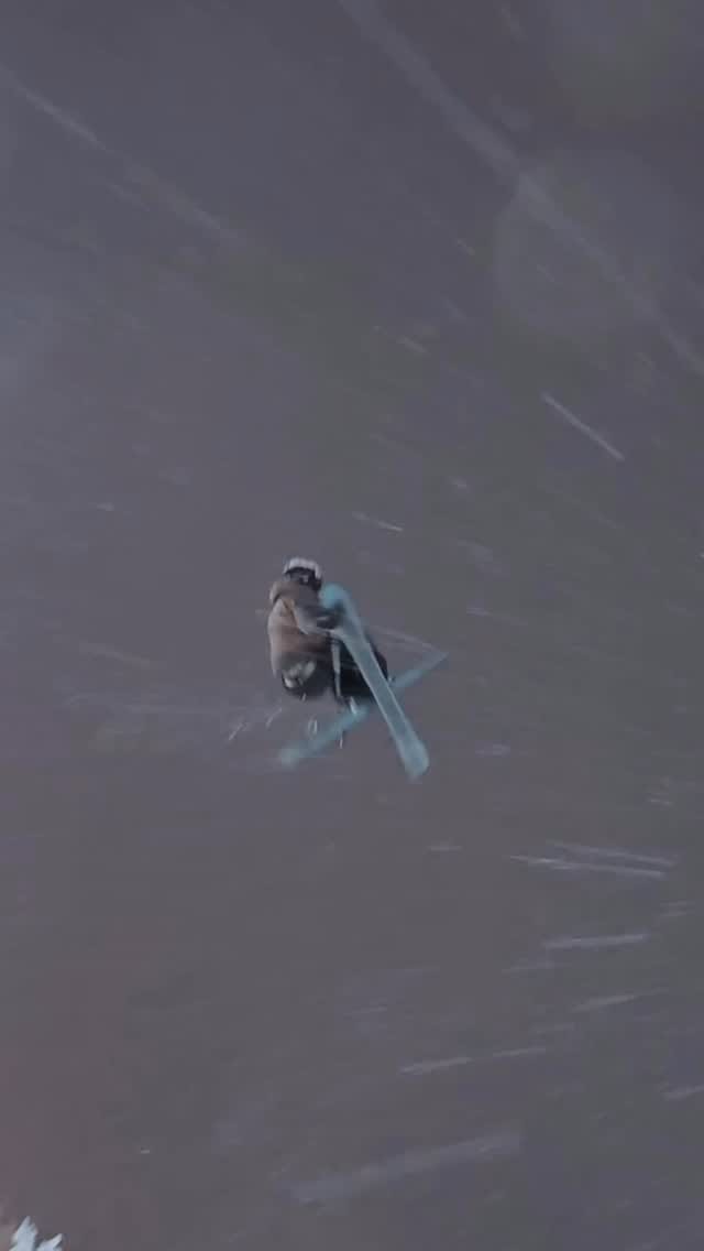 Post 9 by Manon Loschi on Instagram (video)