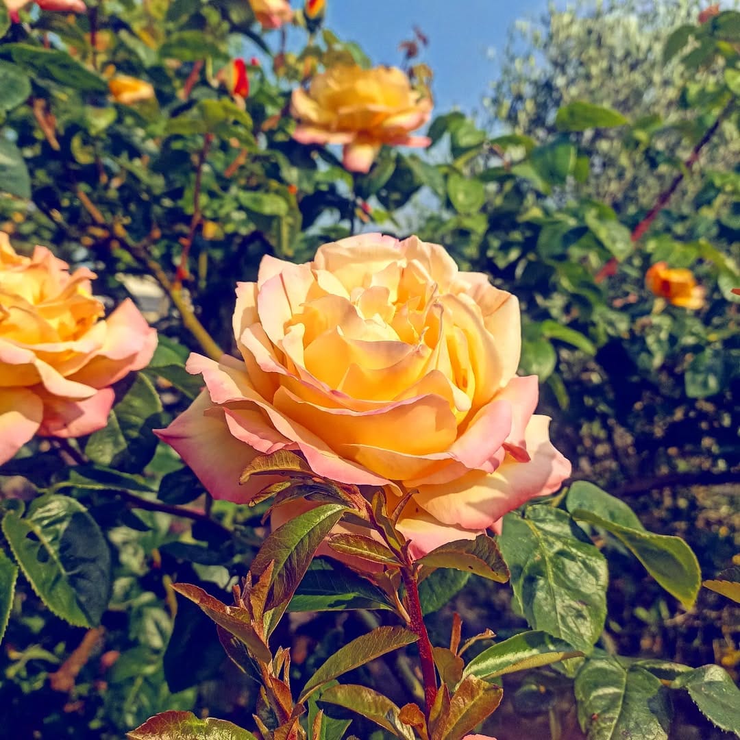 Post 2 by Olivier-Paul Bekale-Ntoutoume on Instagram (image)