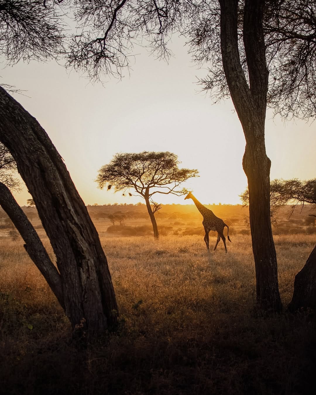 Post 6 by Altaï Travel • Agence de Voyage on Instagram (carousel)