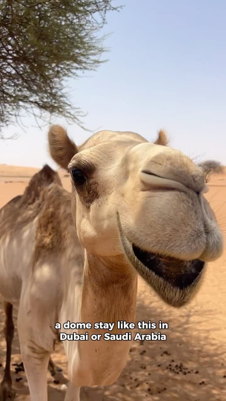 Post 10 by Chloe Collins 🇬🇧🇦🇺 on Instagram (video)