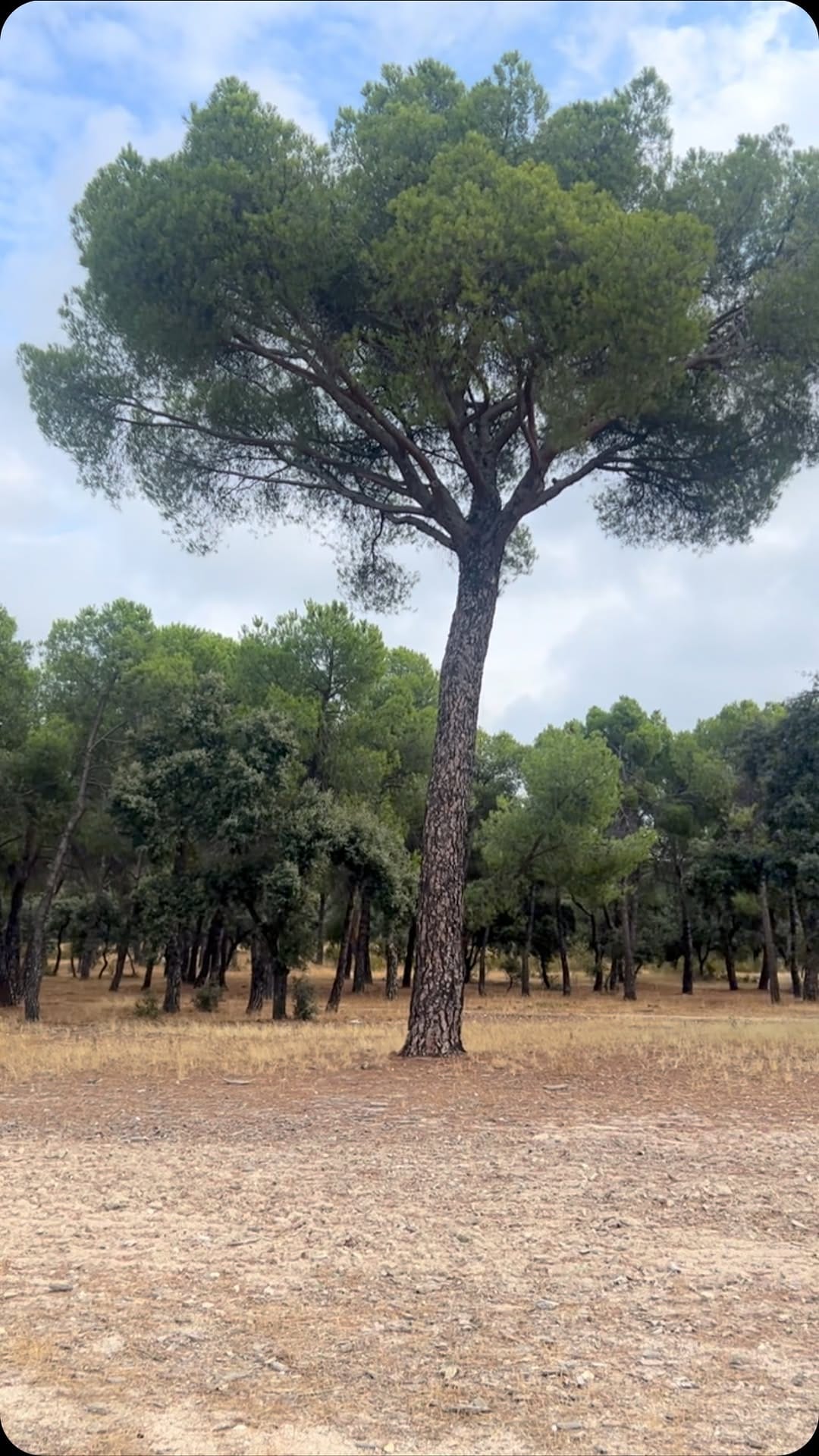 Post 9 by Marián Camino on Instagram (video)