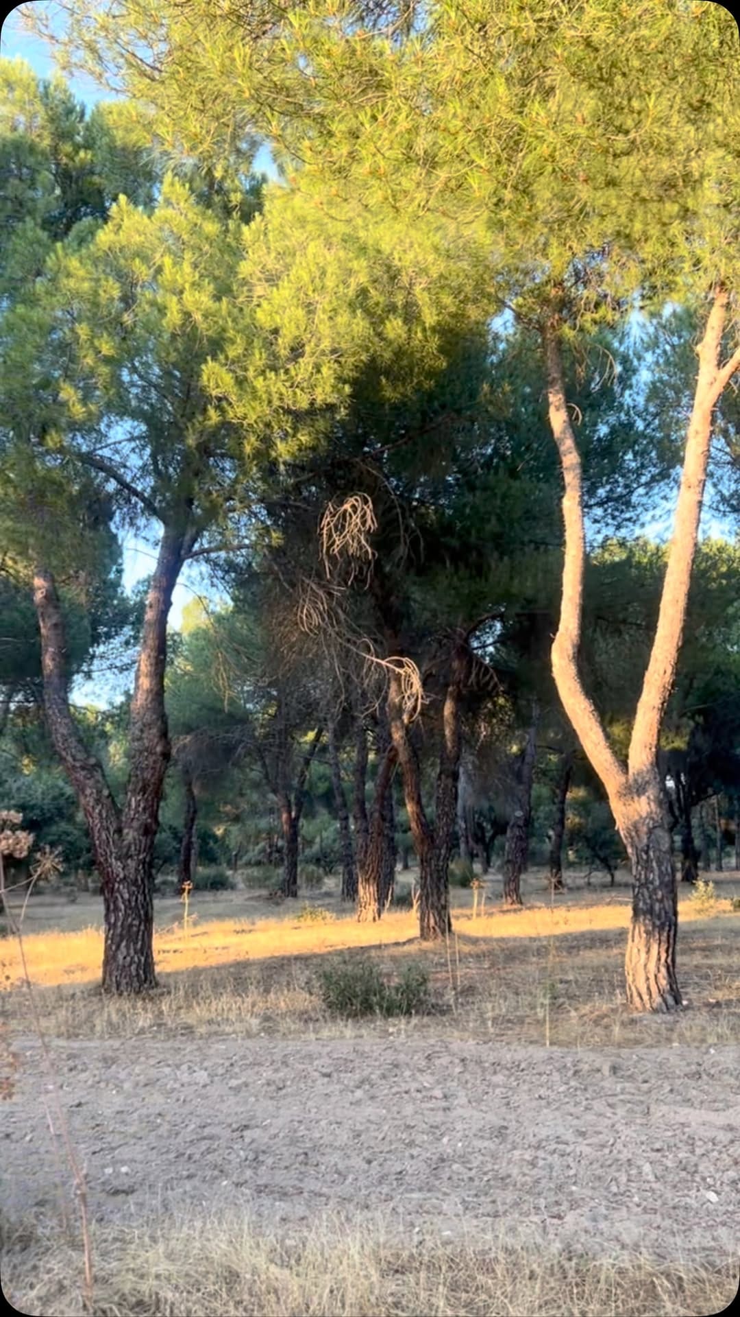 Post 5 by Marián Camino on Instagram (video)