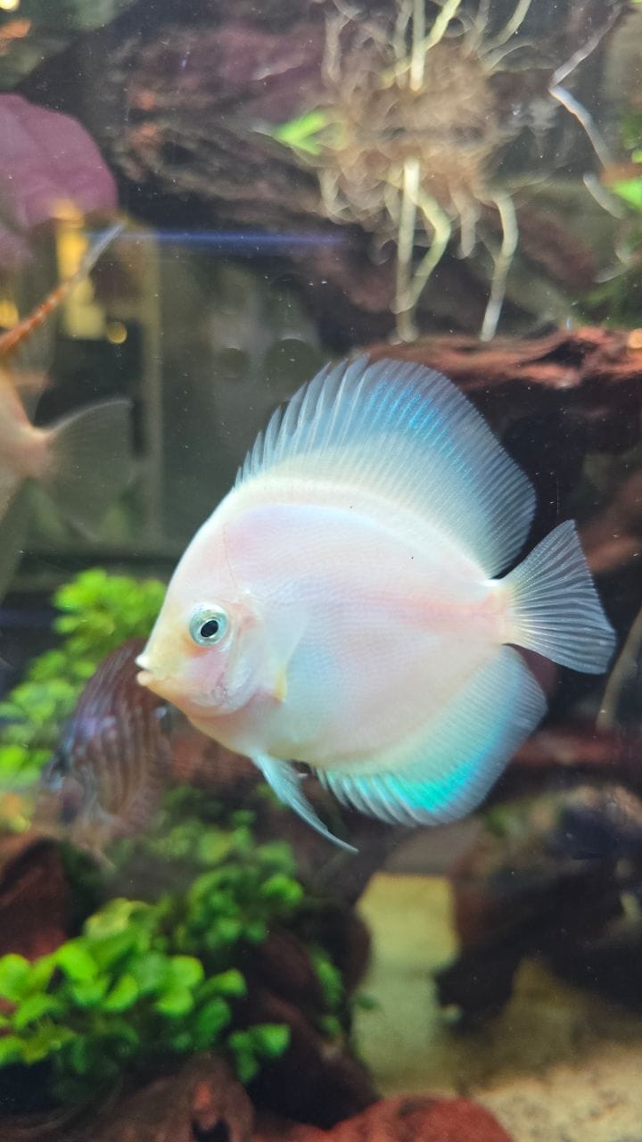 Post 4 by NASCAPERS | Aquascaping on Instagram (video)