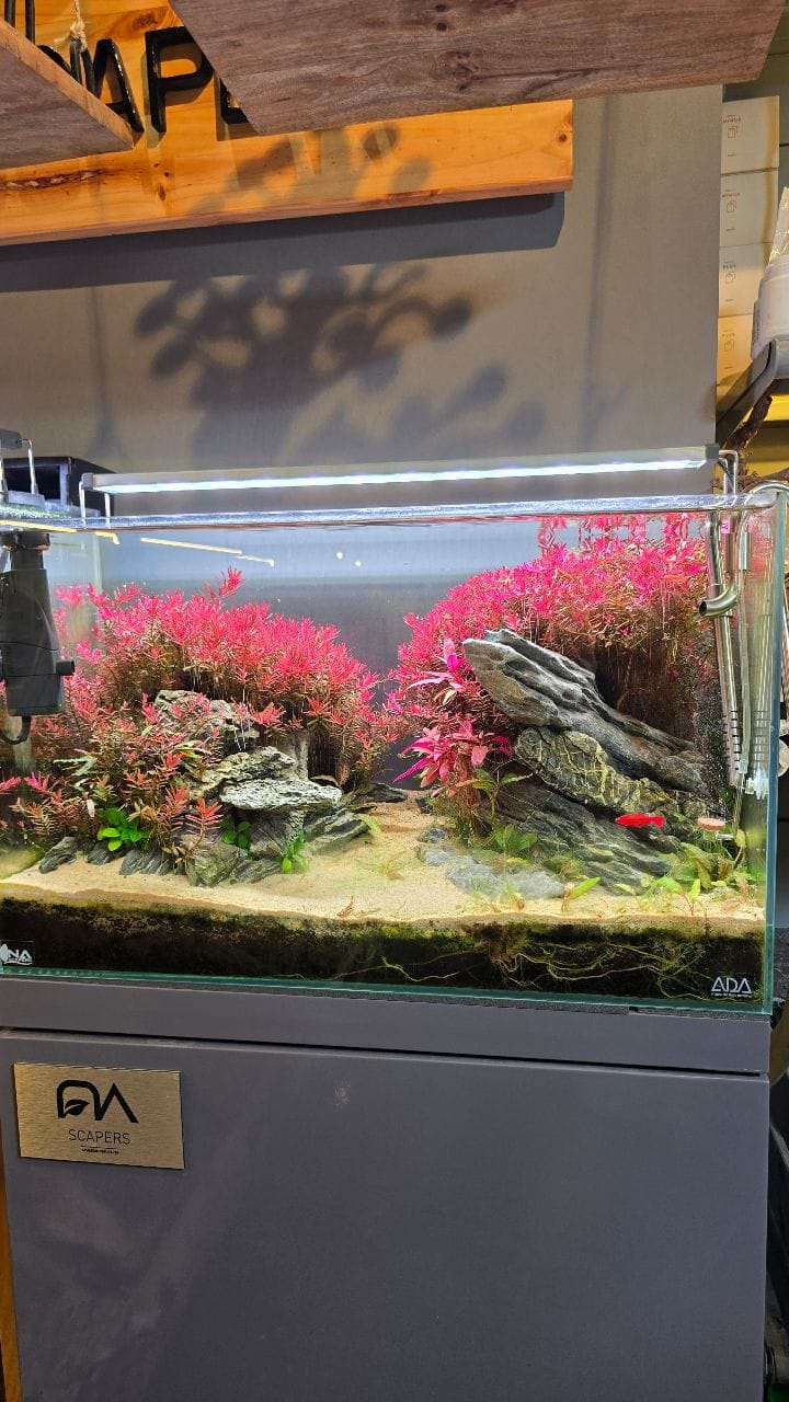 Post 2 by NASCAPERS | Aquascaping on Instagram (video)