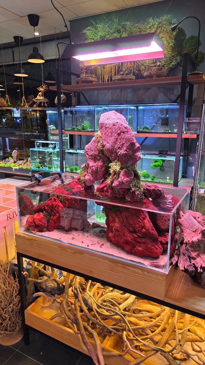 Post 5 by NASCAPERS | Aquascaping on Instagram (video)
