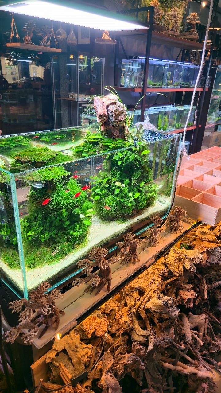 Post 6 by NASCAPERS | Aquascaping on Instagram (video)