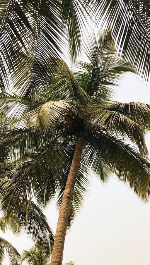 Post 10 by Siete Mares™ | Beach Clothing on Instagram (video)
