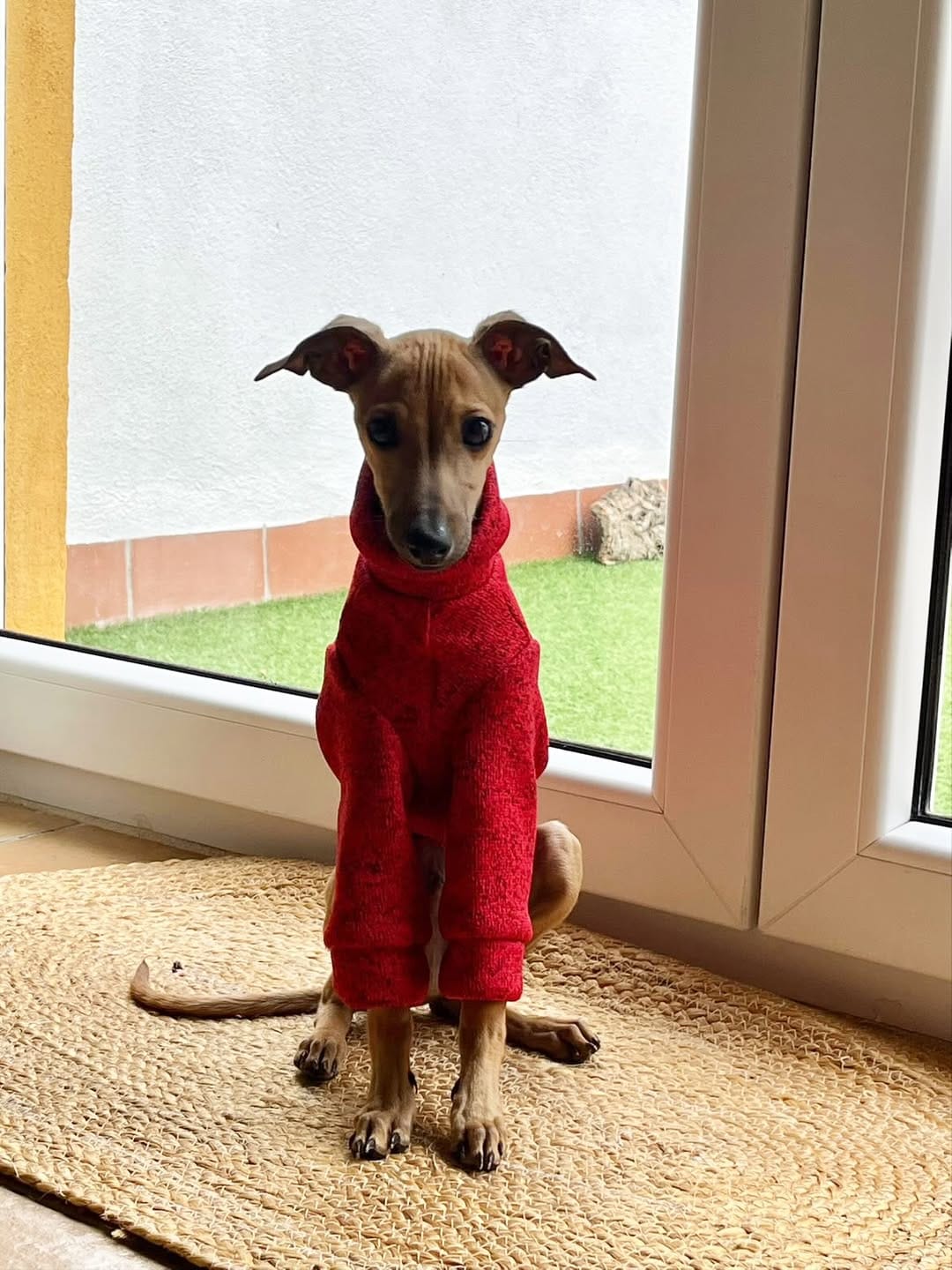 Post 9 by Tu tienda especializada en 🐶🐱 on Instagram (carousel)