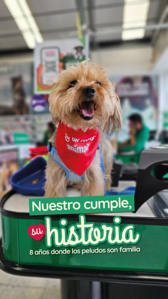 Post 1 by Animals ®️🇨🇴| Todo para tu Mascota on Instagram (video)