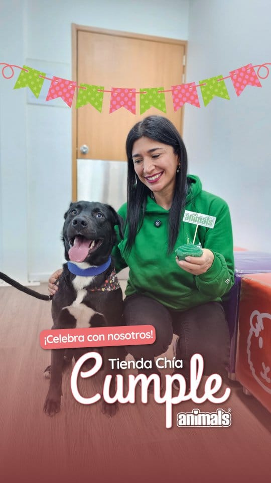 Post 3 by Animals ®️🇨🇴| Todo para tu Mascota on Instagram (video)