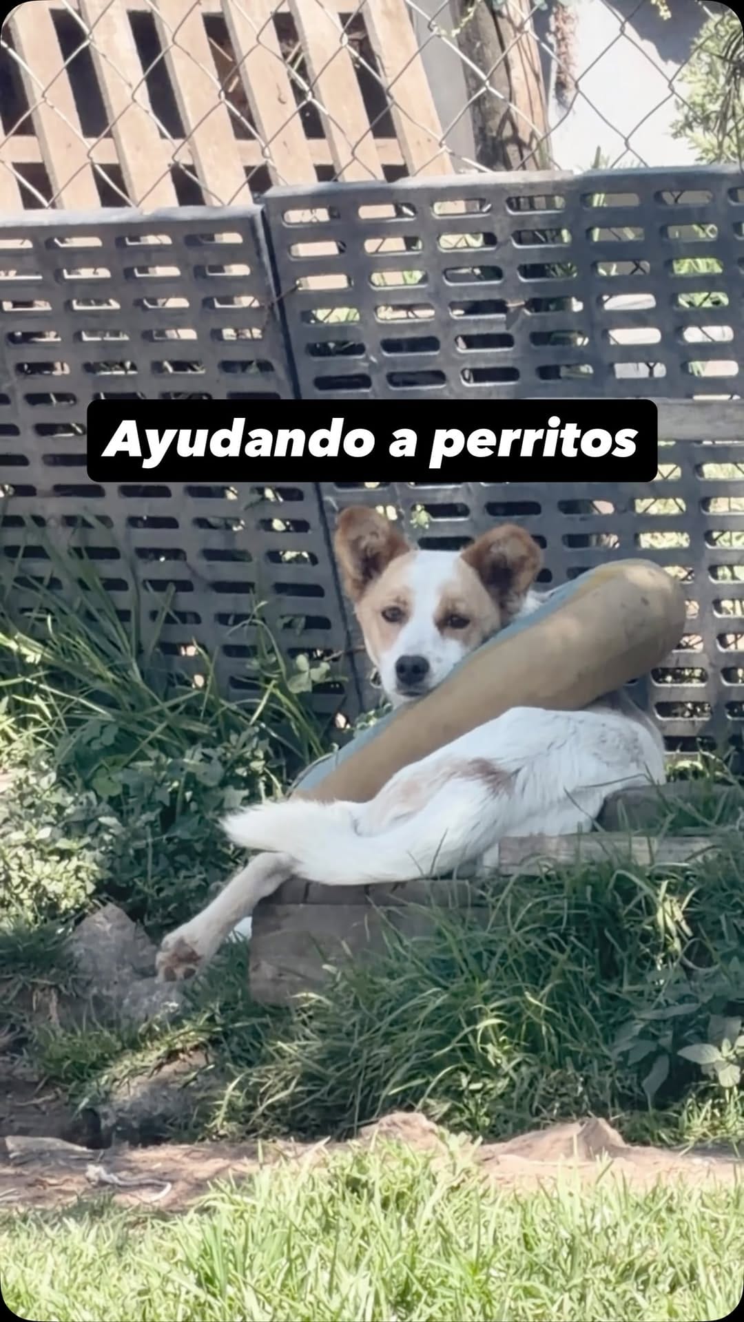 Post 6 by Animals ®️🇨🇴| Todo para tu Mascota on Instagram (video)