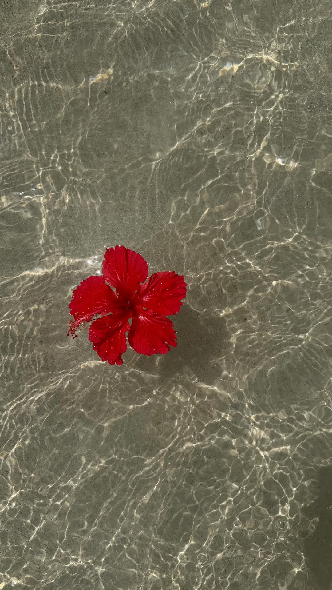 Post 5 by Rosana Conde on Instagram (video)