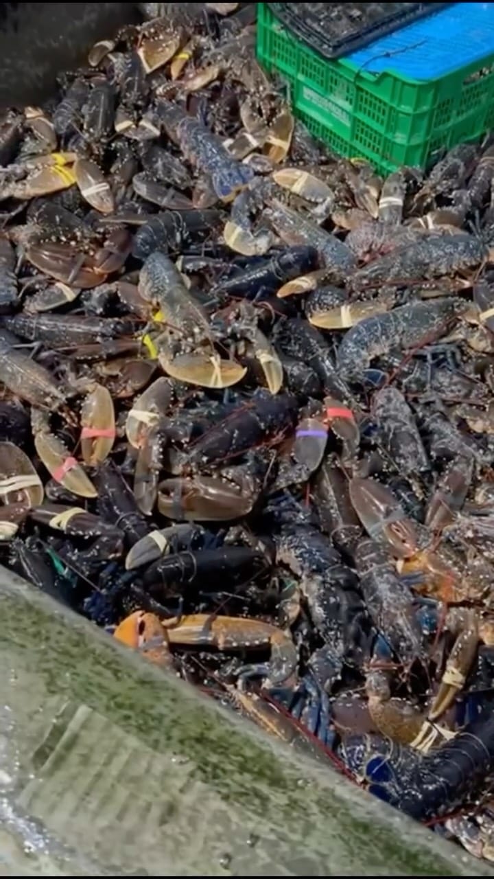 Post 4 by Mariscos Anamar on Instagram (video)