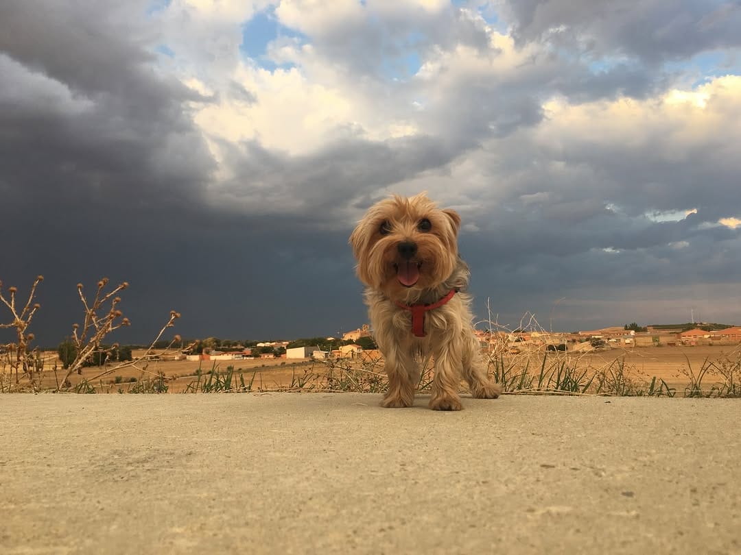 Post 1 by Anouk Prz Gl 🐶🐾♂️ on Instagram (image)