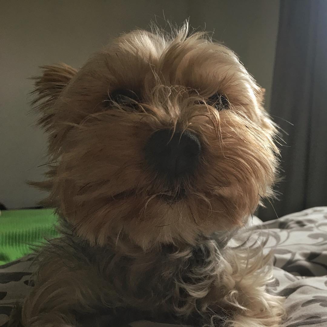 Post 9 by Anouk Prz Gl 🐶🐾♂️ on Instagram (image)