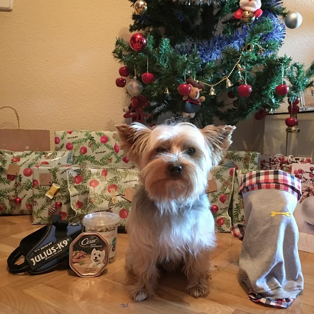 Post 7 by Anouk Prz Gl 🐶🐾♂️ on Instagram (image)