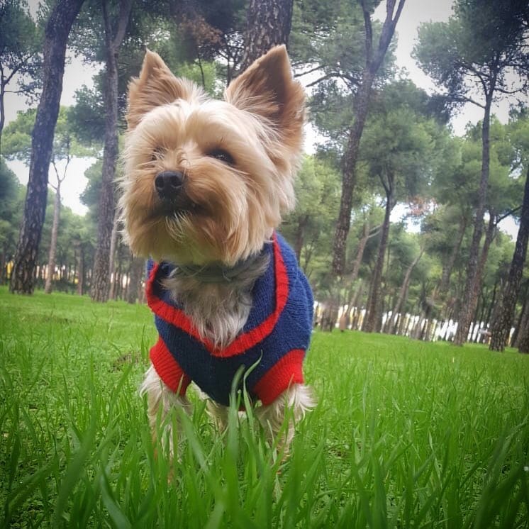 Post 10 by Anouk Prz Gl 🐶🐾♂️ on Instagram (image)