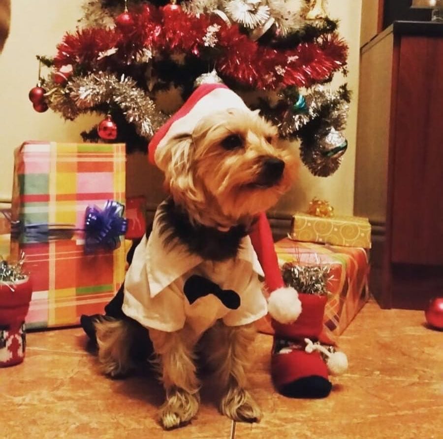 Post 8 by Anouk Prz Gl 🐶🐾♂️ on Instagram (image)