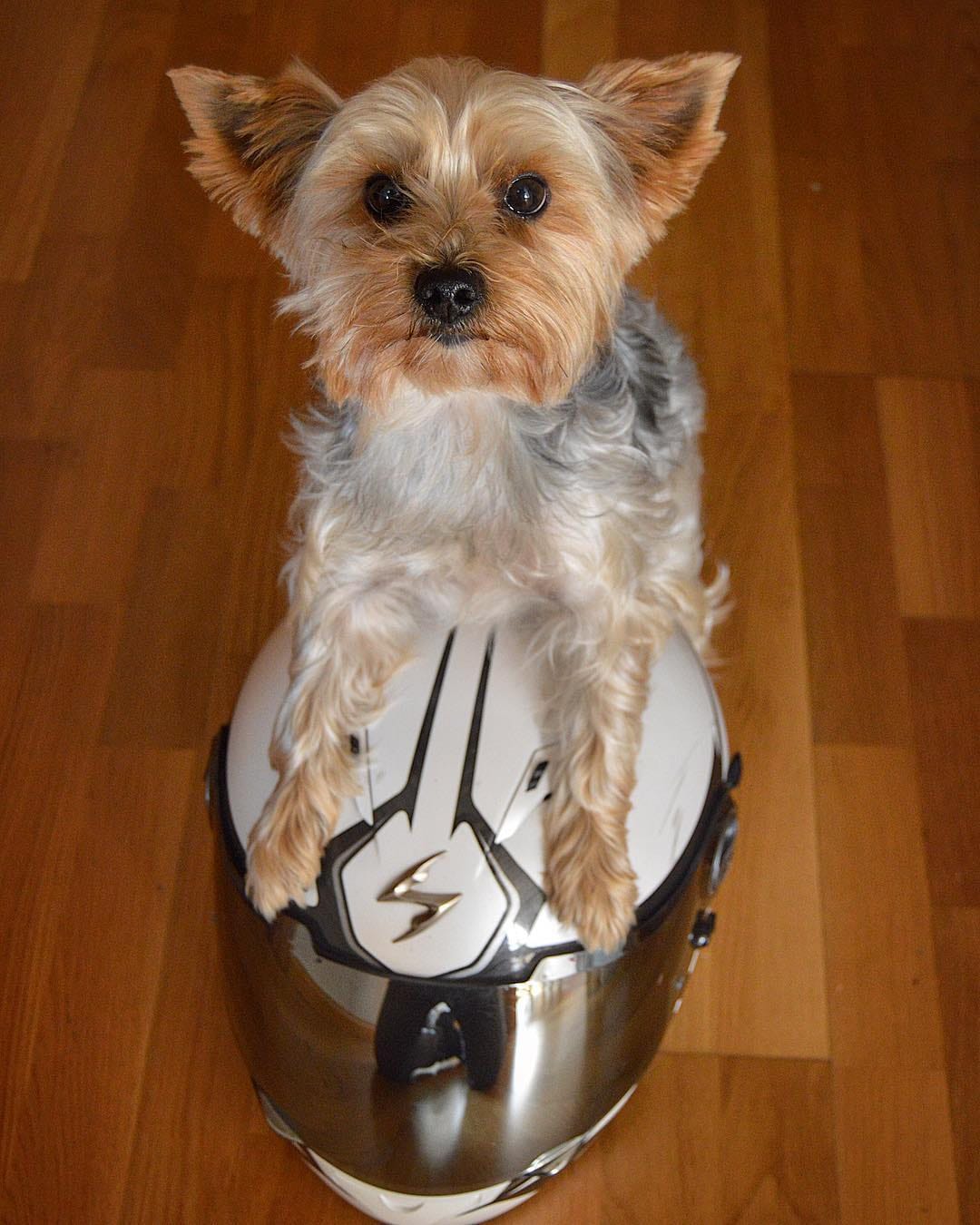 Post 6 by Anouk Prz Gl 🐶🐾♂️ on Instagram (image)