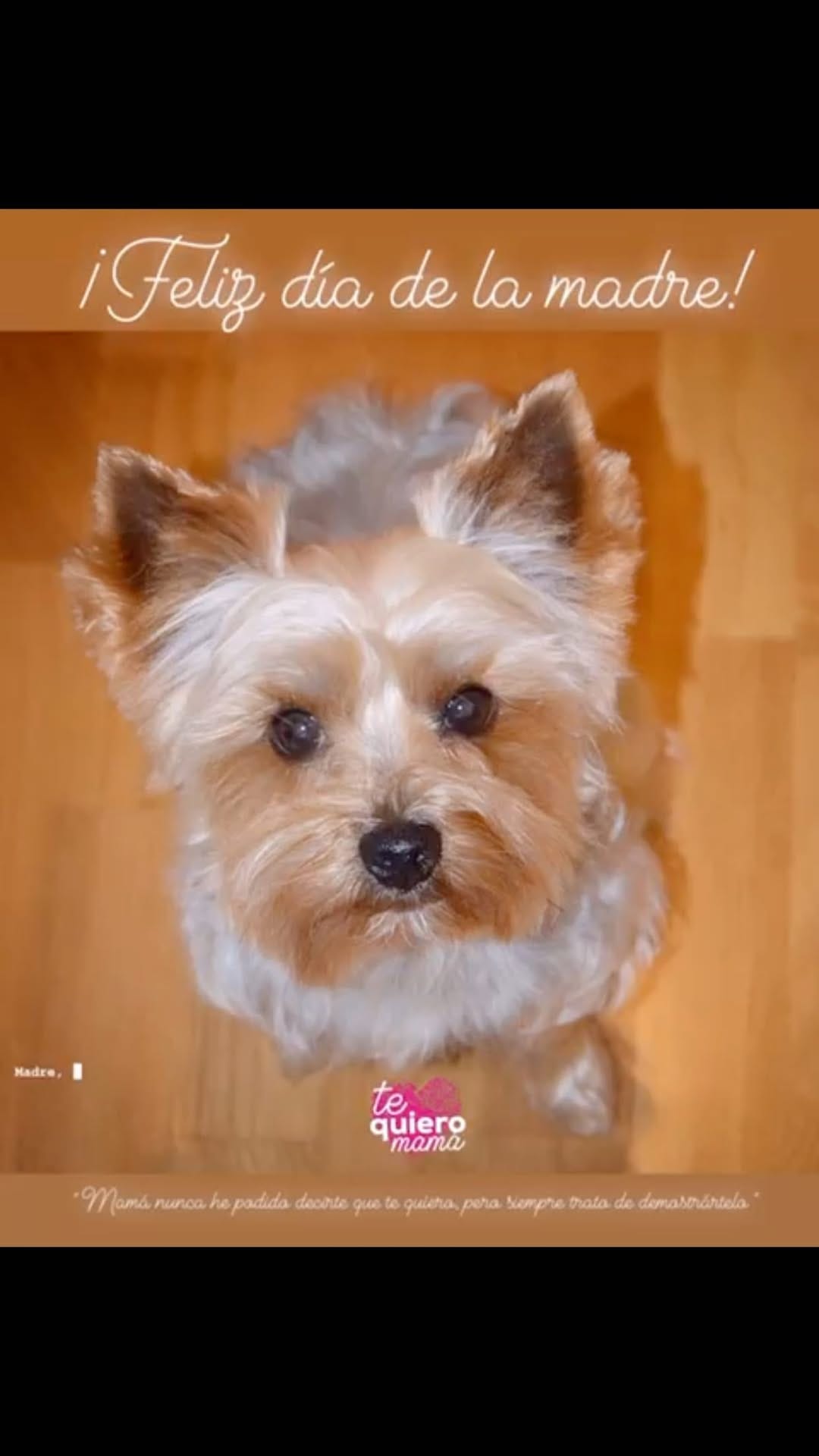 Post 5 by Anouk Prz Gl 🐶🐾♂️ on Instagram (video)
