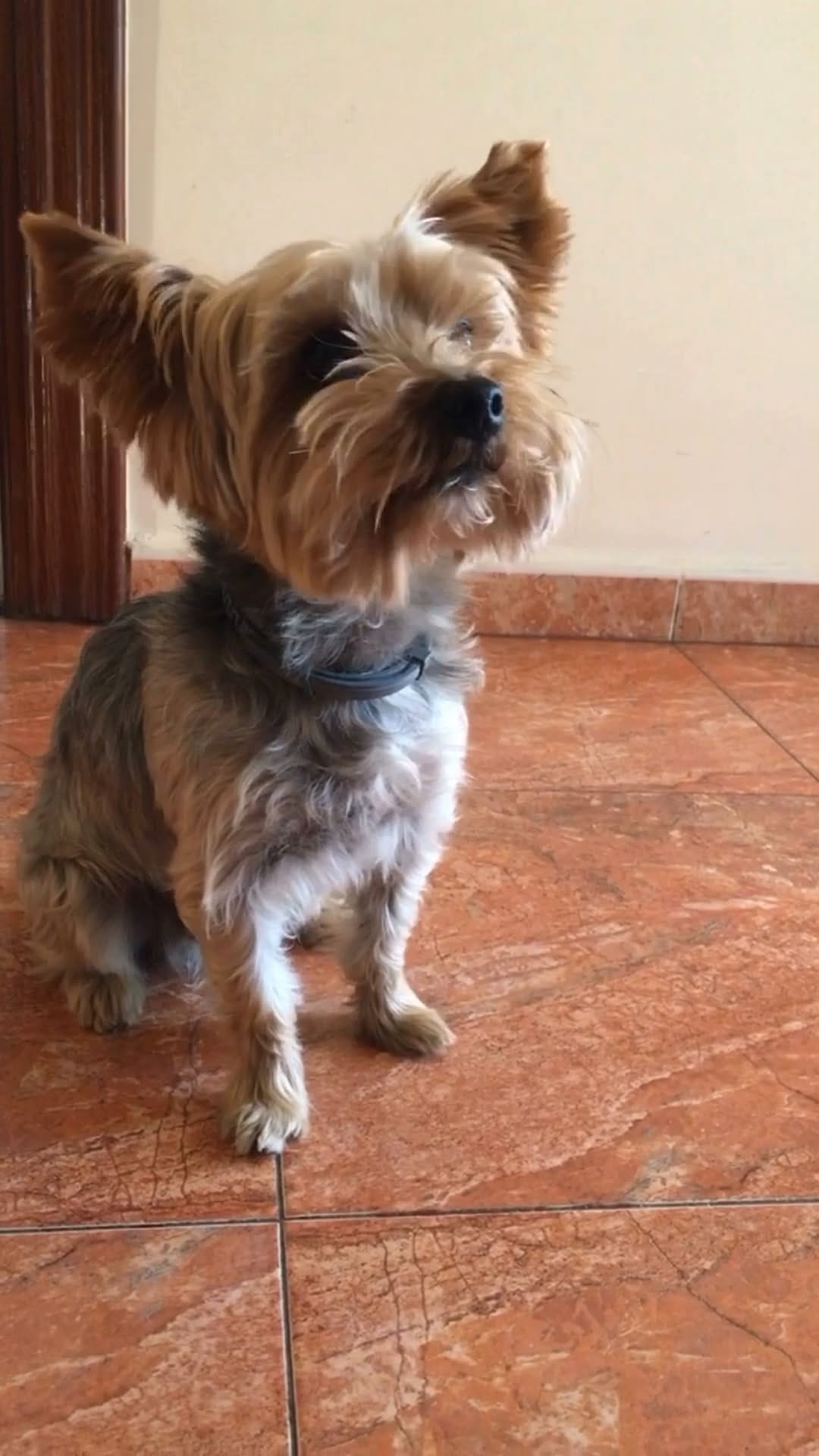 Post 4 by Anouk Prz Gl 🐶🐾♂️ on Instagram (video)