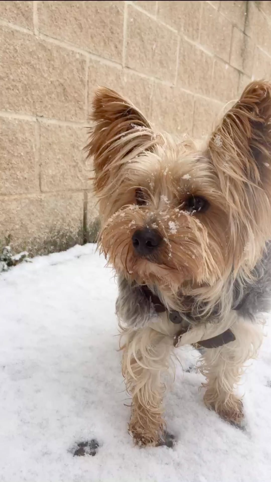 Post 3 by Anouk Prz Gl 🐶🐾♂️ on Instagram (video)