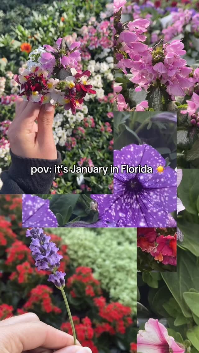 Post 5 by Lukas Nursery on Instagram (video)