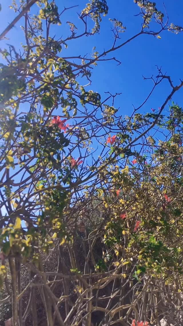 Post 8 by IBIZALOE on Instagram (video)