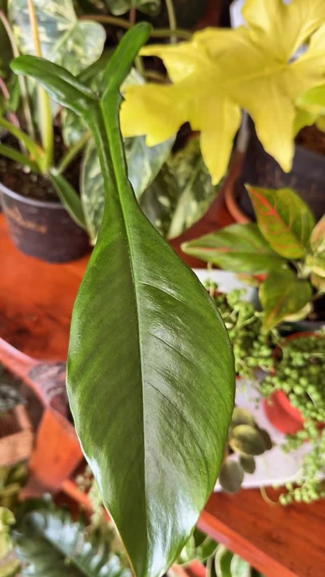 Post 1 by Plant Dept., DIY Lawn & Pest on Instagram (video)