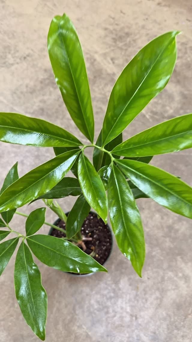 Post 7 by Plant Dept., DIY Lawn & Pest on Instagram (video)