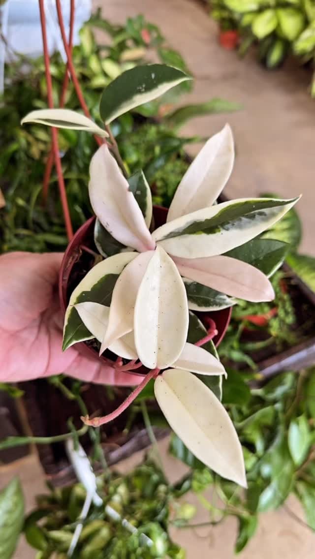 Post 2 by Plant Dept., DIY Lawn & Pest on Instagram (video)