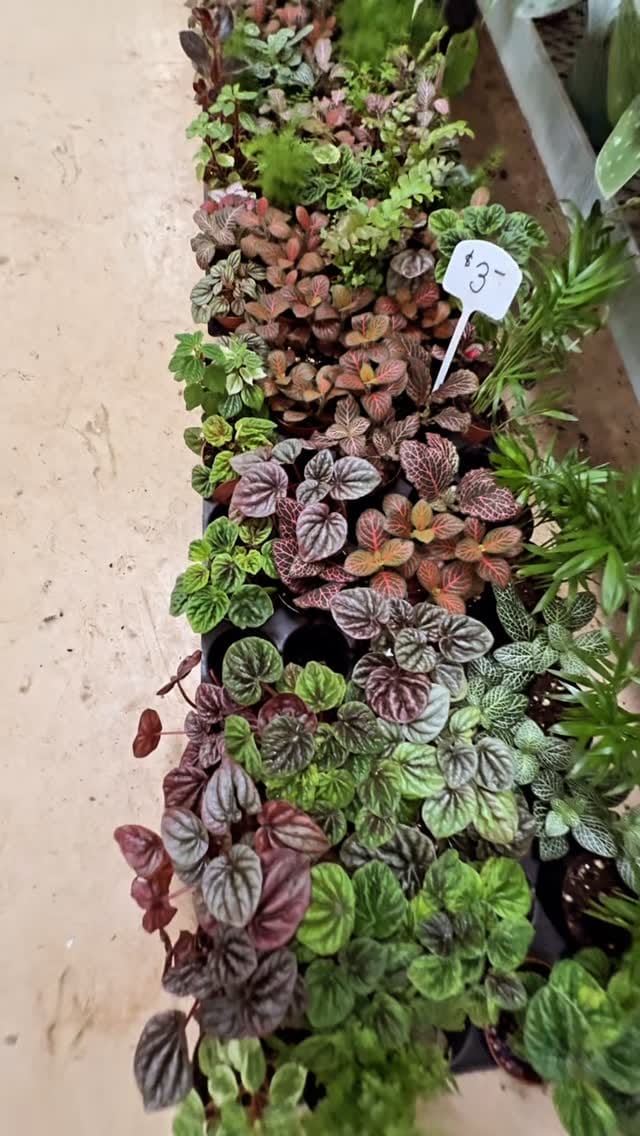 Post 9 by Plant Dept., DIY Lawn & Pest on Instagram (video)