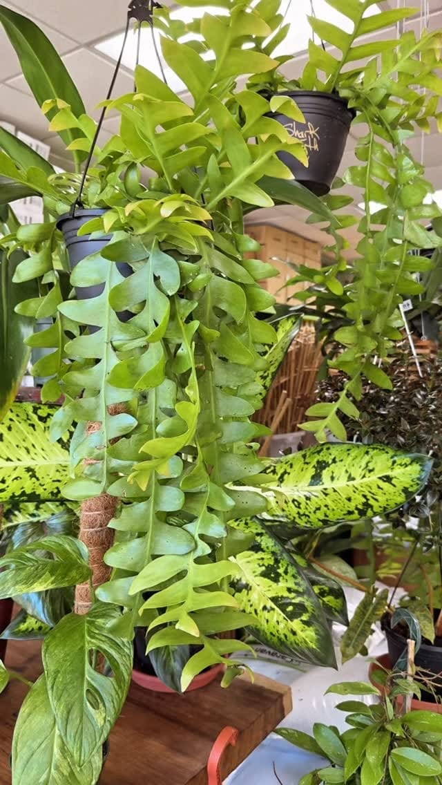 Post 6 by Plant Dept., DIY Lawn & Pest on Instagram (video)
