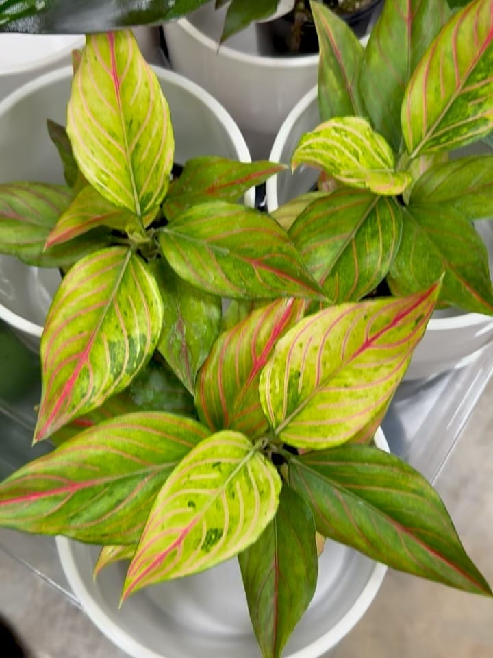 Post 8 by Plant Dept., DIY Lawn & Pest on Instagram (carousel)