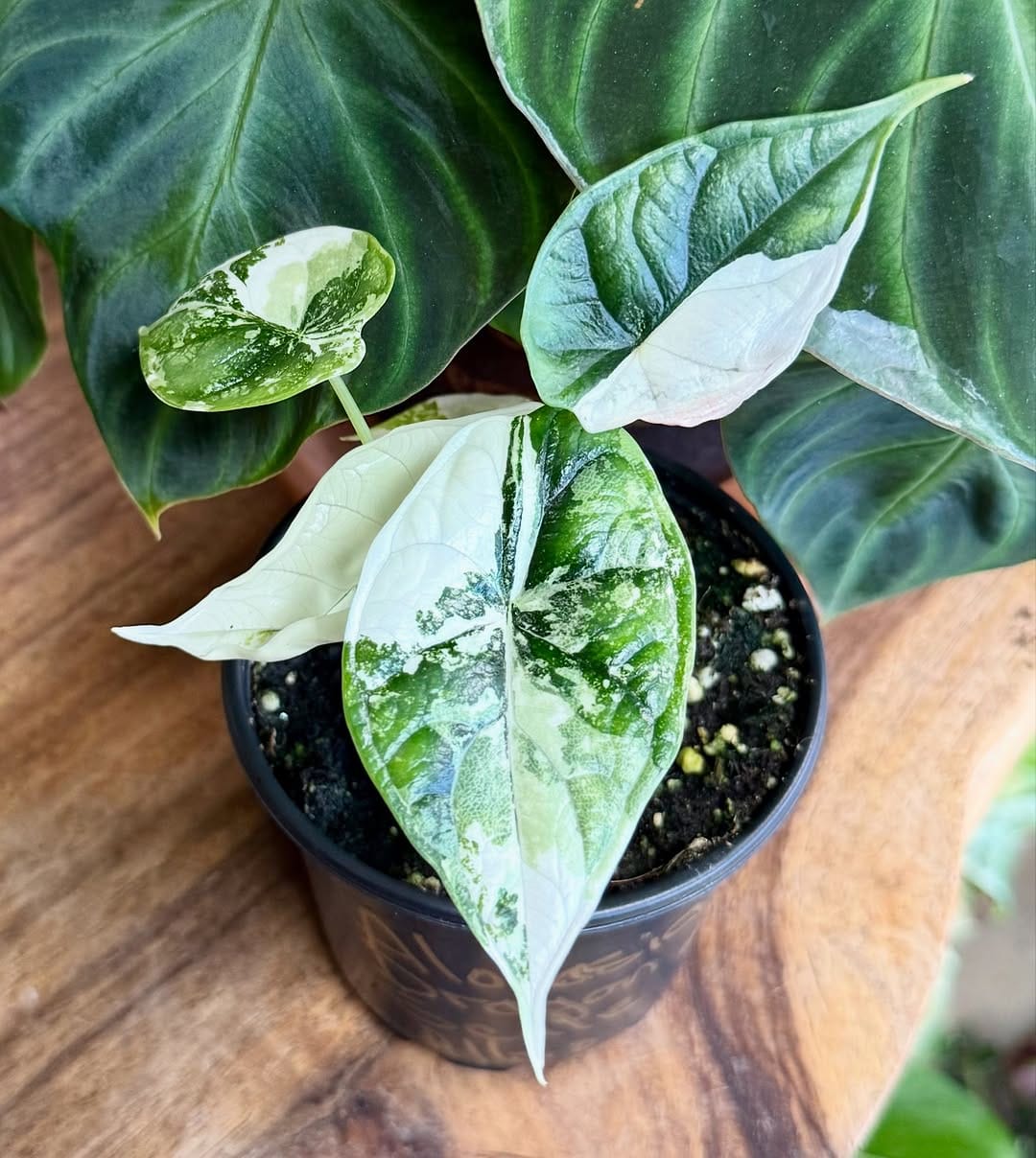 Post 4 by Plant Dept., DIY Lawn & Pest on Instagram (image)
