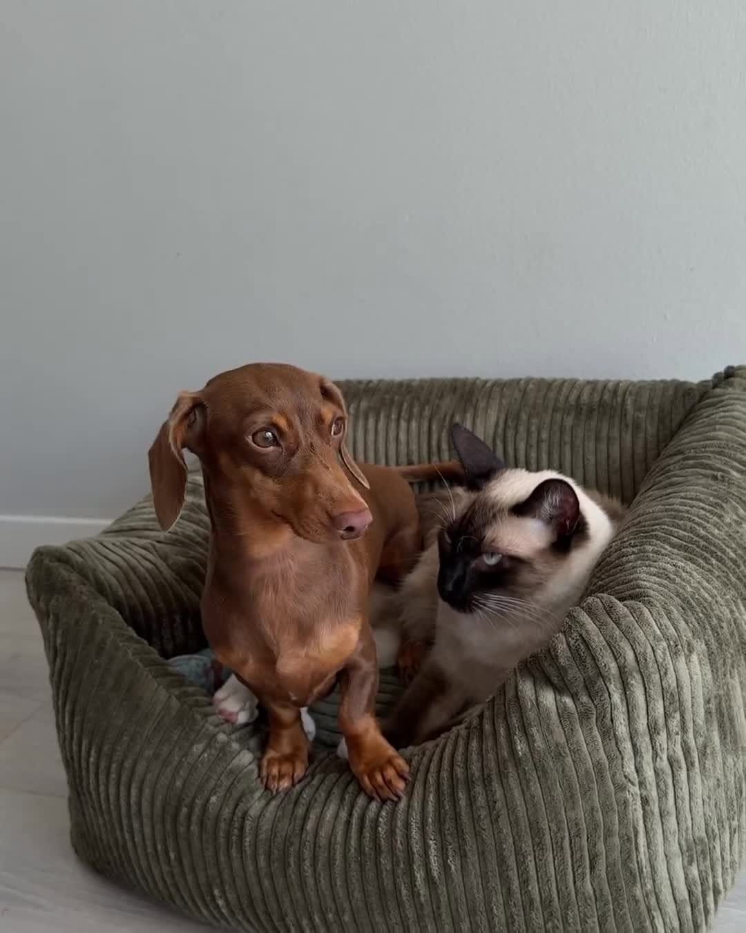 Post 9 by CAFIDE on Instagram (video)