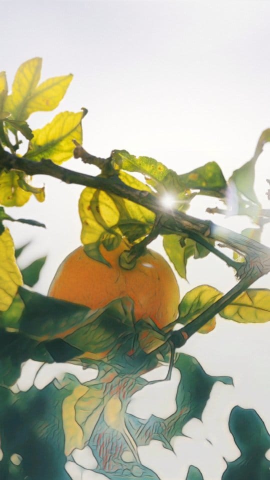 Post 10 by Hierbas de Ibiza Perfumes on Instagram (video)