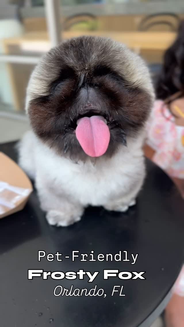 Post 1 by Frosty Fox 🦊 on Instagram (video)
