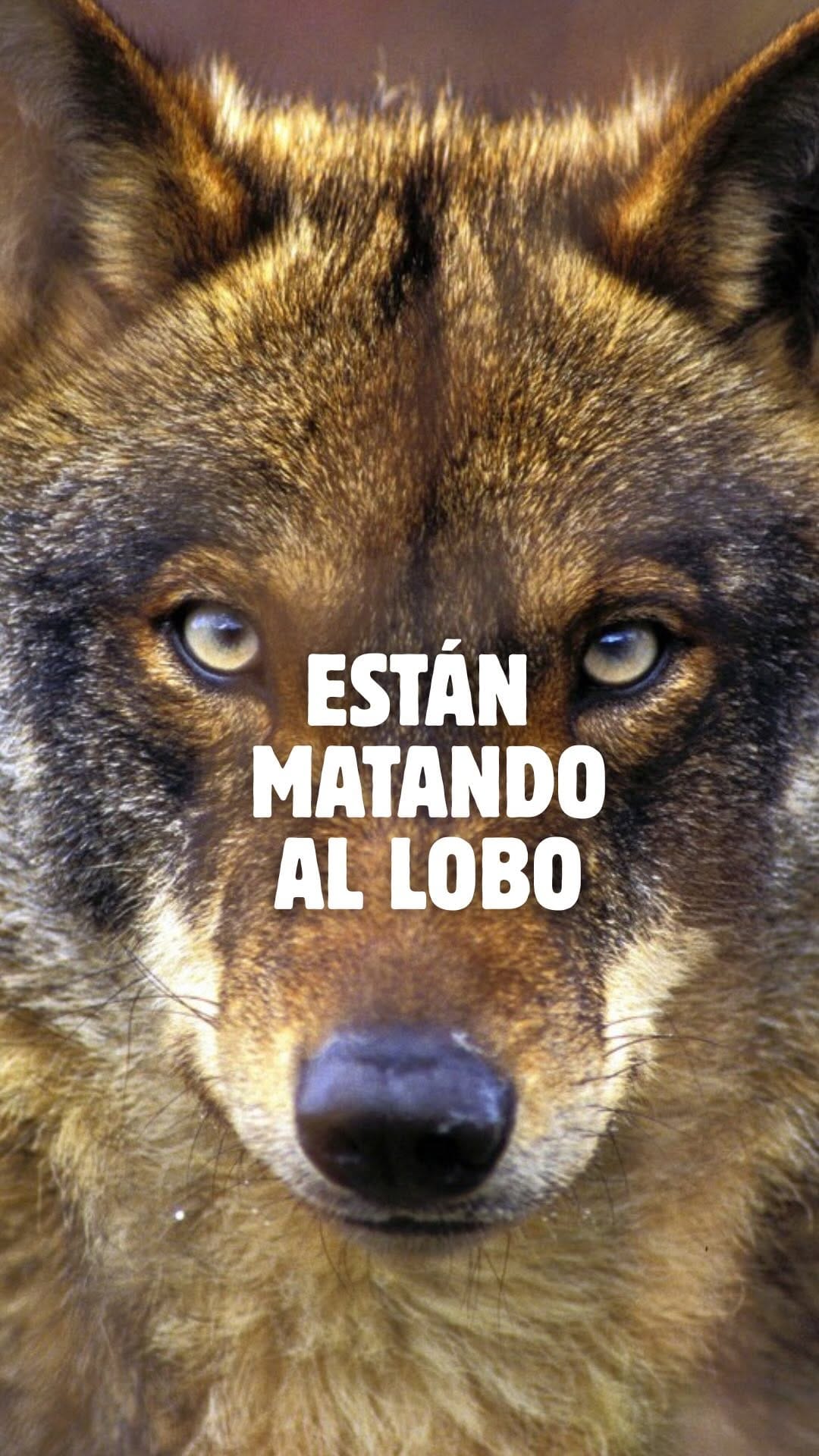Post 8 by LOBITOS&CO ®️ on Instagram (video)
