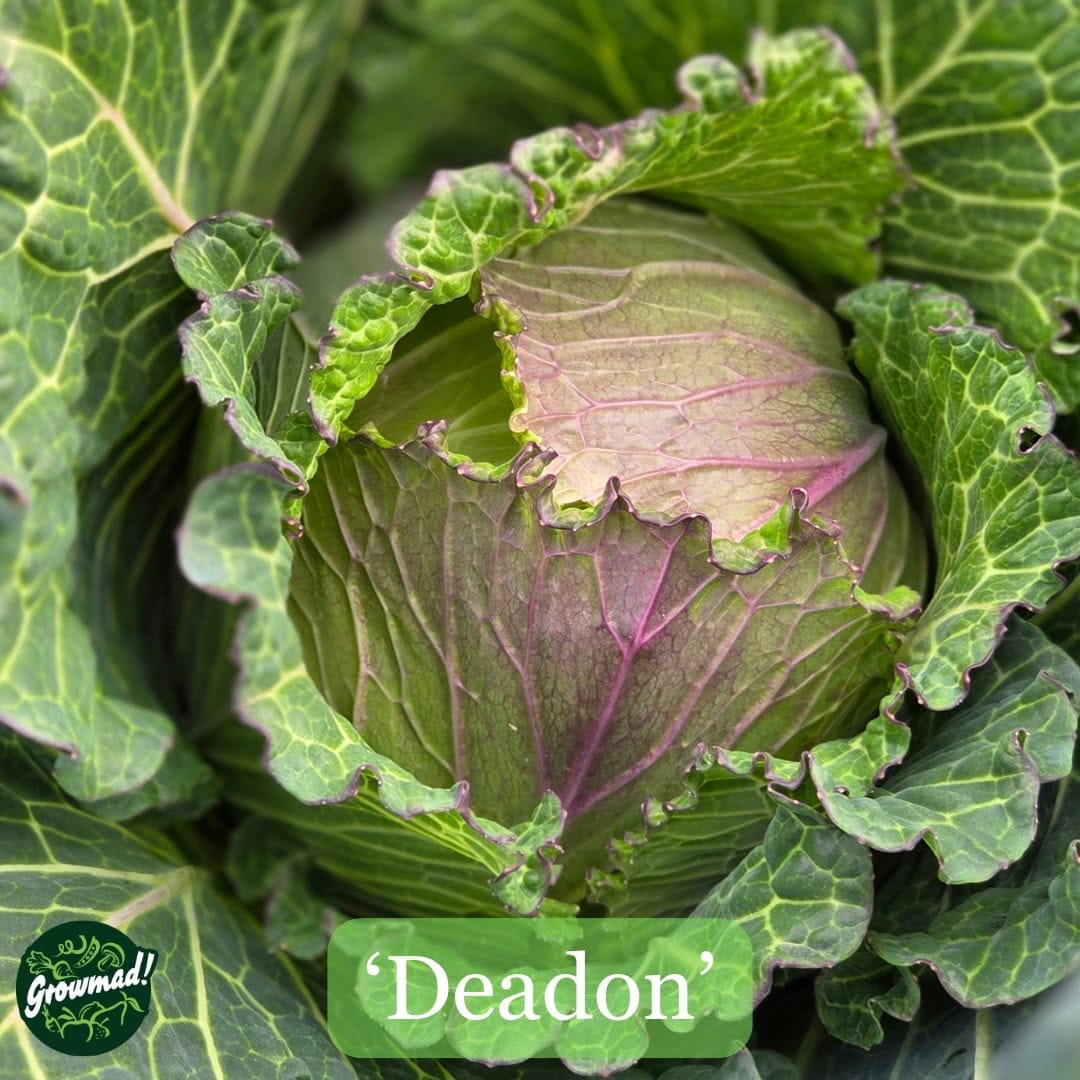 Post 7 by Kings Seeds Ltd on Instagram (image)