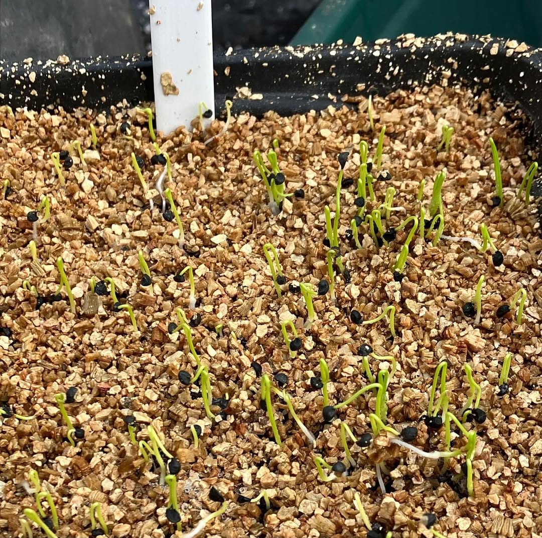 Post 5 by Kings Seeds Ltd on Instagram (image)