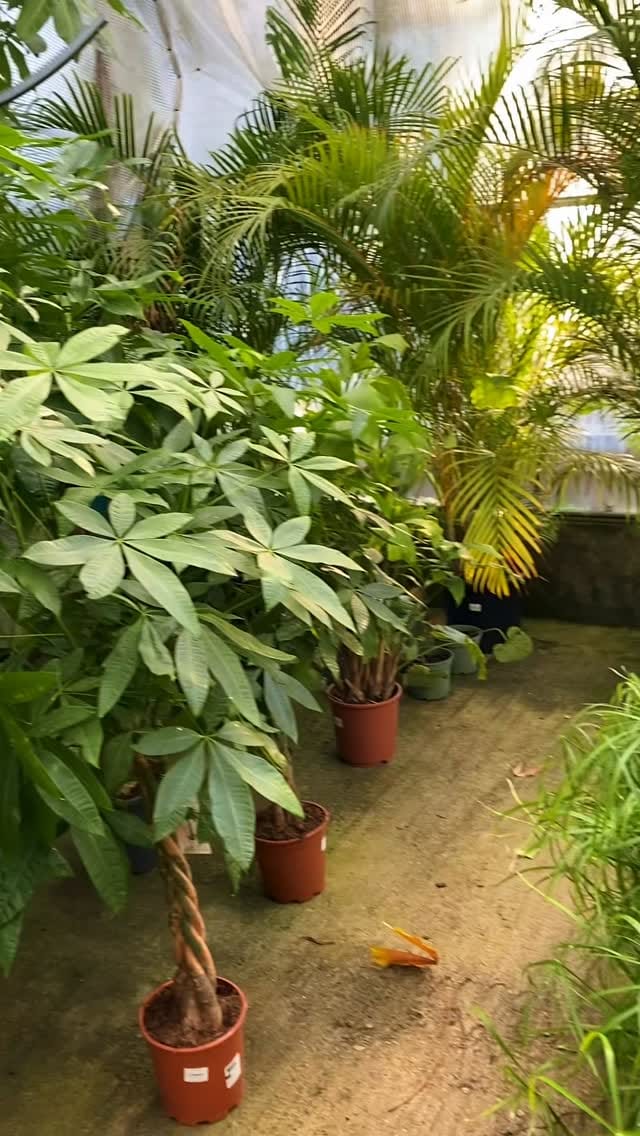 Post 7 by ᴠɪᴠᴇʀᴏs ʙʀᴀɴᴅᴀʀɪz | Vivero de PLANTAS on Instagram (video)