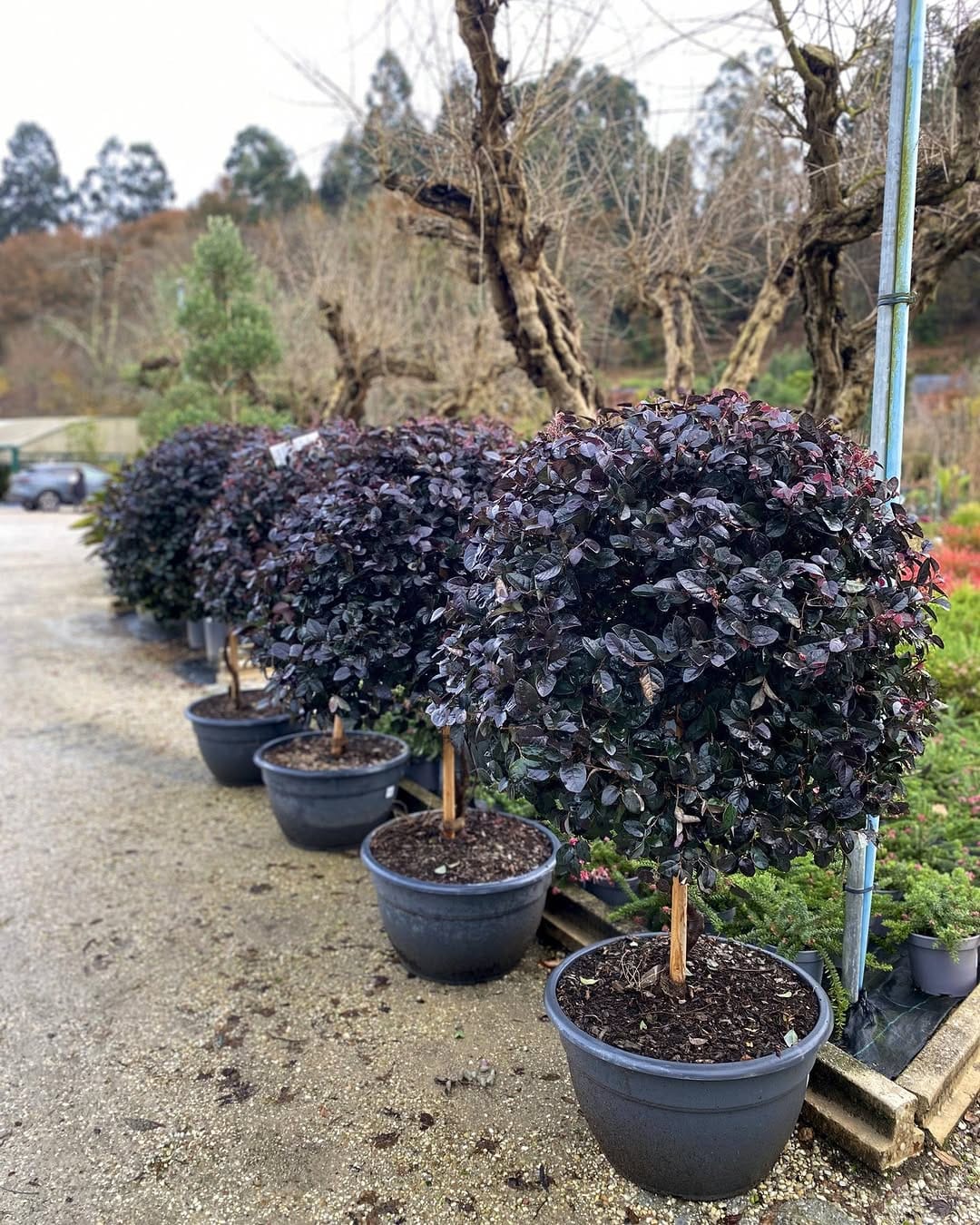 Post 5 by ᴠɪᴠᴇʀᴏs ʙʀᴀɴᴅᴀʀɪz | Vivero de PLANTAS on Instagram (carousel)